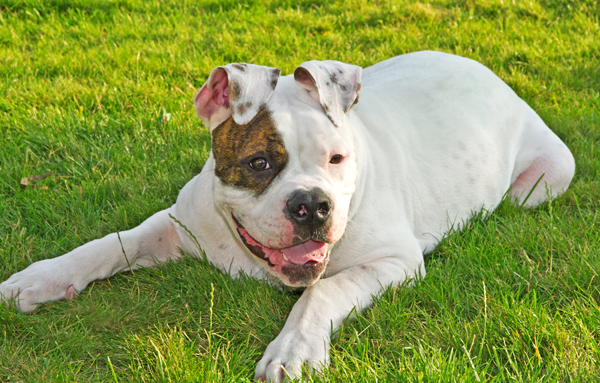 White dog in grass