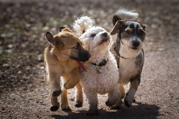 3 dogs walking